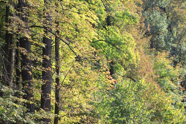 Otoño bosque amarillo verde — Foto de Stock