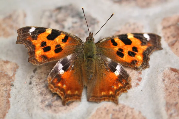 Prachtige grote vlinder — Stockfoto