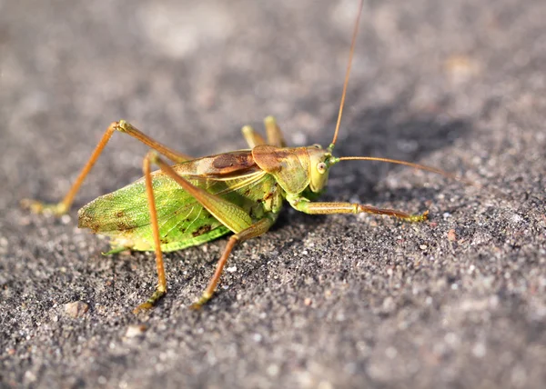 Large green grasshopper locust — Stock Photo, Image