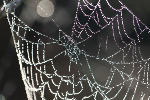 Spider web with drops — Stock Photo, Image
