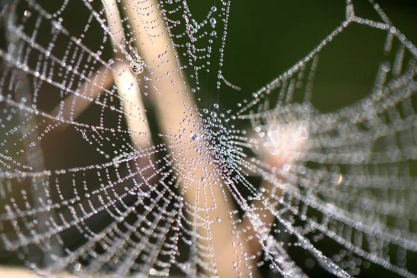 Sieć pajęcza — Zdjęcie stockowe