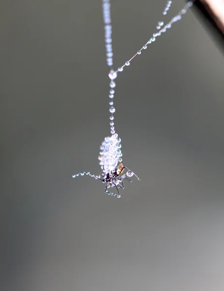 Spinnennetz mit dem Opfer — Stockfoto