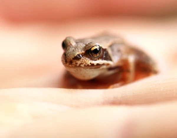 Mały brązowy żaba na rękę — Zdjęcie stockowe