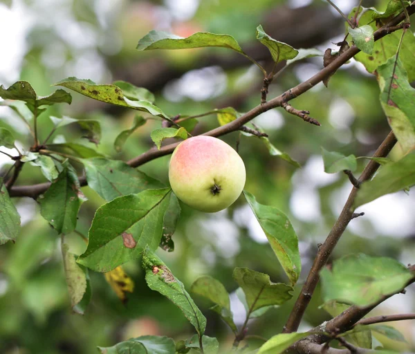 Apple hanging on a tree branch — Stock Photo, Image