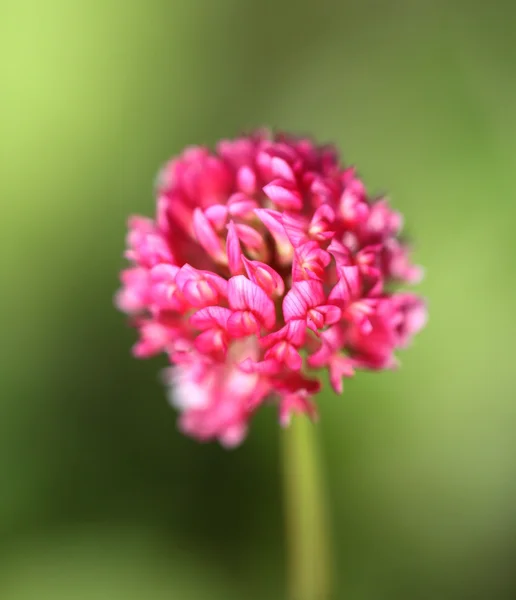 Beautiful red clover — Stock Photo, Image