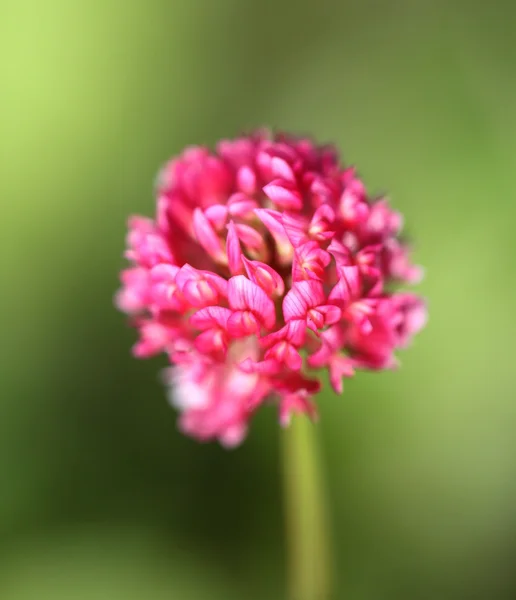 Trevo vermelho bonito — Fotografia de Stock