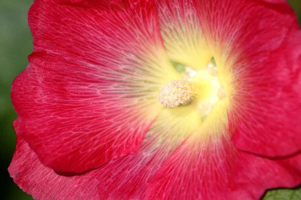 Hermosa flor roja — Foto de Stock