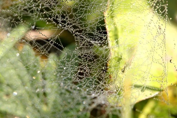 Damla örümcek ağı Tarih — Stok fotoğraf
