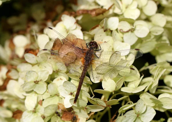 花朵上的大蜻蜓 — 图库照片