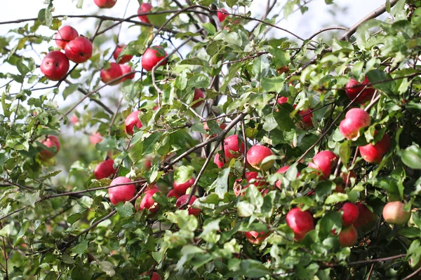 Many apples hanging on the branches — Stock Photo, Image