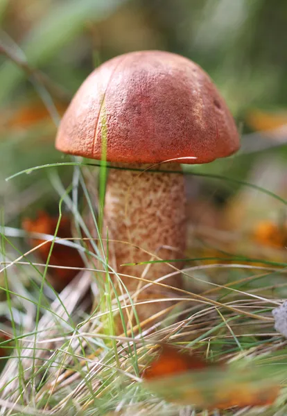 Fungo con cappello rosso — Foto Stock