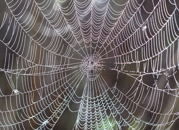 Damla ile örümcek ağı — Stok fotoğraf