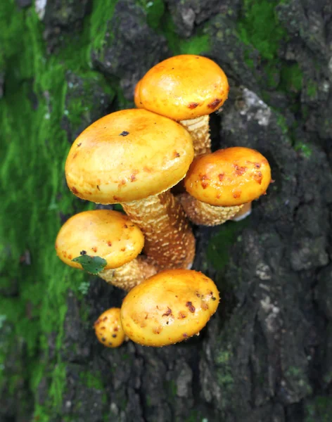 Funghi di feci di rospo gialli su un albero — Foto Stock