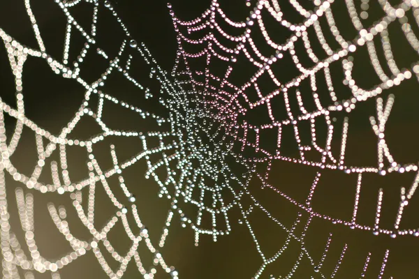 Spinnennetz mit Tropfen — Stockfoto