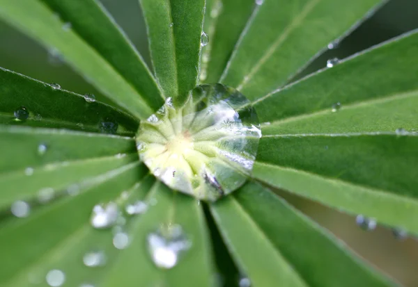 Une goutte d'eau sur une feuille — Photo