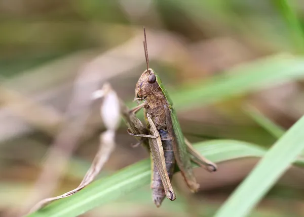 Brown grasshopper sits in the grass — Stock Photo, Image