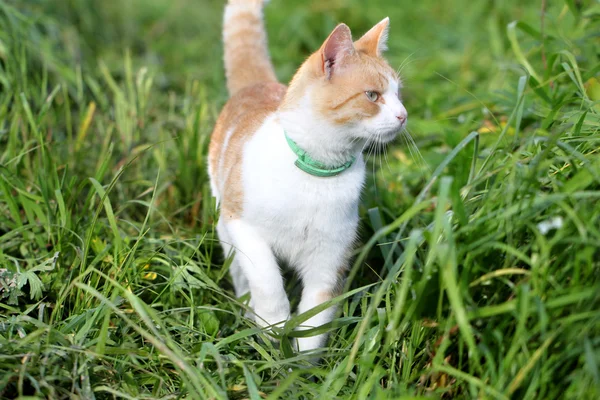 Kočka stojící v zelené trávě — Stock fotografie