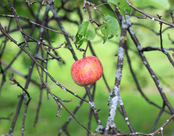 Apple hanging on a tree — Stock Photo, Image