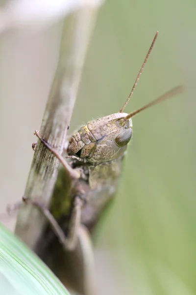 Brown grasshopper sits in the grass — Stock Photo, Image