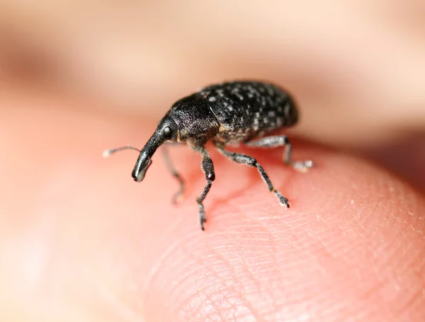 象のカブトムシ — ストック写真