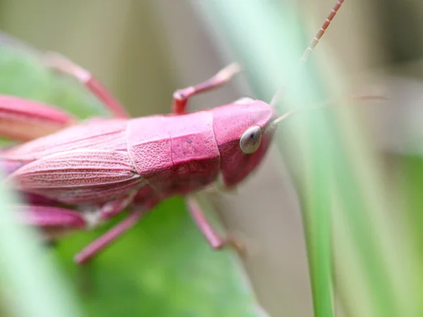 Pink grasshopper in the grass — Stock Photo, Image