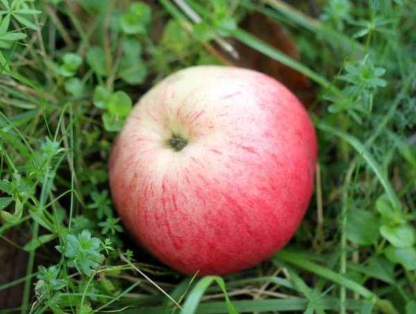 Red apple lying on the grass — Stock Photo, Image