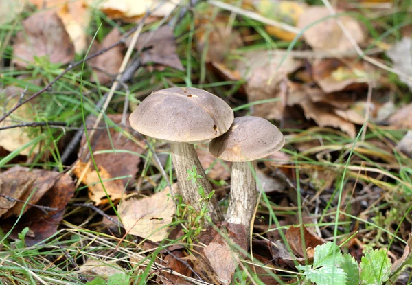 Due funghi porcini nella foresta — Foto Stock