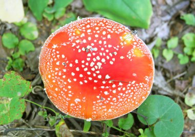 büyük kırmızı sinek agaric