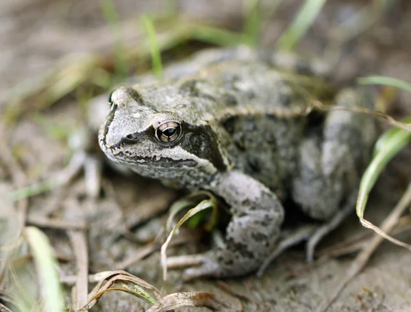 Duże brązowe żaby na grunty leśne — Zdjęcie stockowe