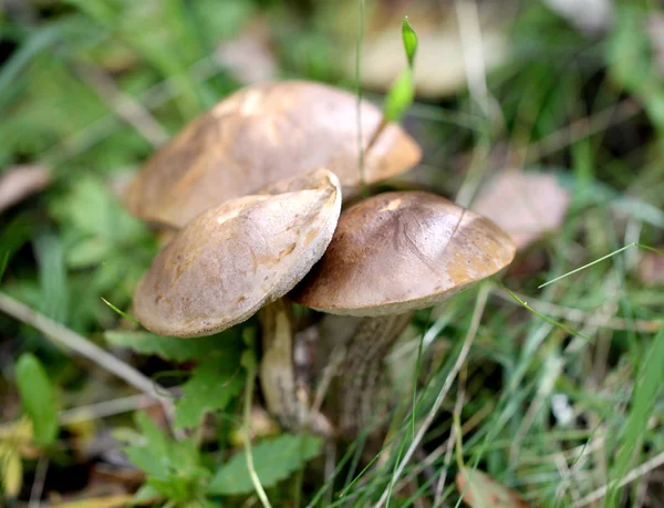 Three mushroom cap boletus in the forest — Stock Photo, Image