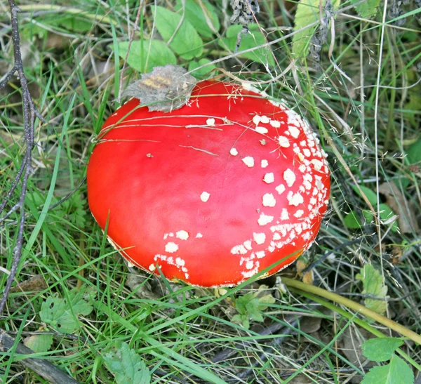 Grande mosca rossa agarico — Foto Stock