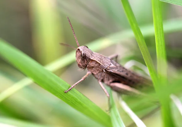 Brown grasshopper sits in a green grass — Stock Photo, Image