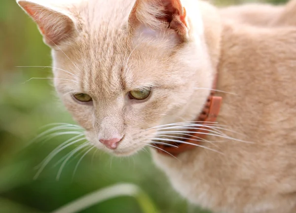 Portrét krásné červené kočky — Stock fotografie