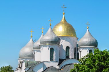 yeşil çim sazlık nehir kıyısında