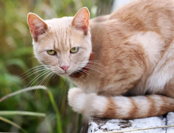 Portrait d'un beau chat rouge — Photo