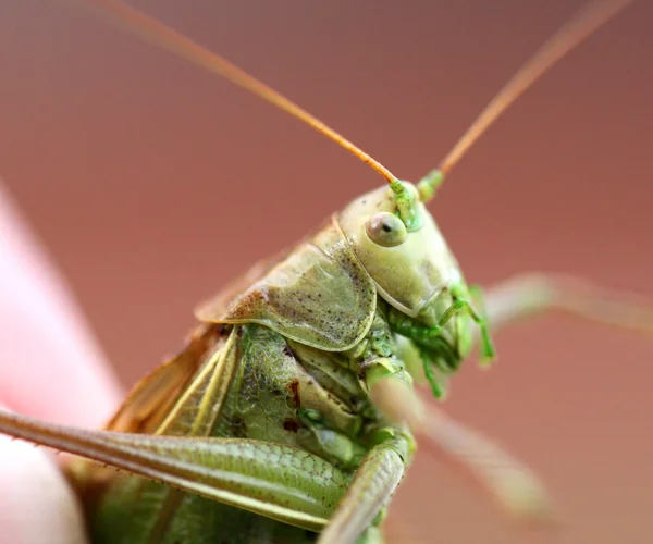 Portrait of a big green locust in the hands — Stock Photo, Image
