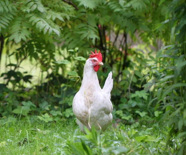 White chicken walking on green field — Stock Photo, Image