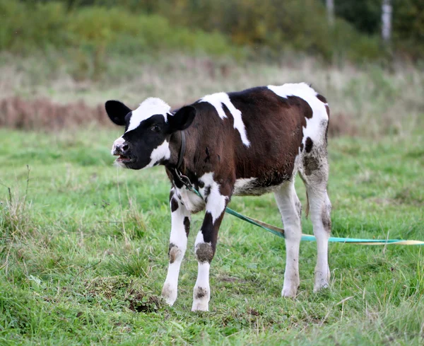 A mező-ra egy póráz fiatal bika — Stock Fotó