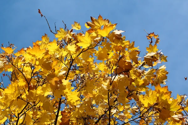 Folhas de bordo de outono amarelo — Fotografia de Stock