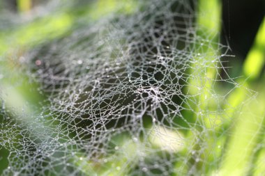damla rosyna geniş web çim