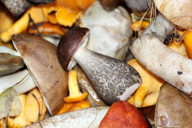 Beyaz boletus mantar ve chanterelles
