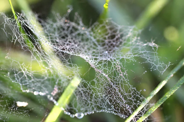 Drops of dew on spider web in the grass — Stock Photo, Image