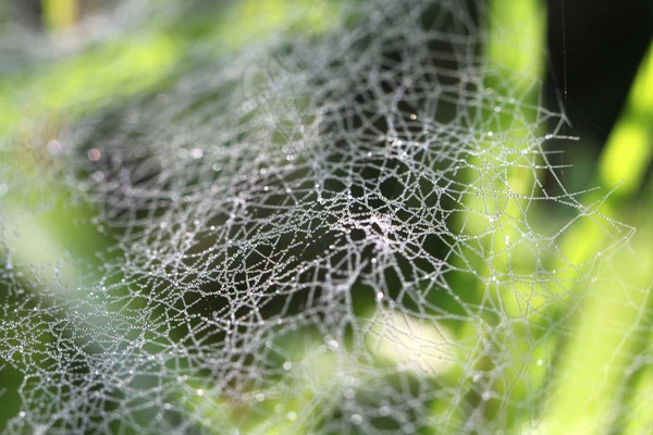 Drops rosyna wide web in the grass — Stock Photo, Image