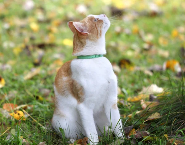 Retrato de um belo gato vermelho — Fotografia de Stock