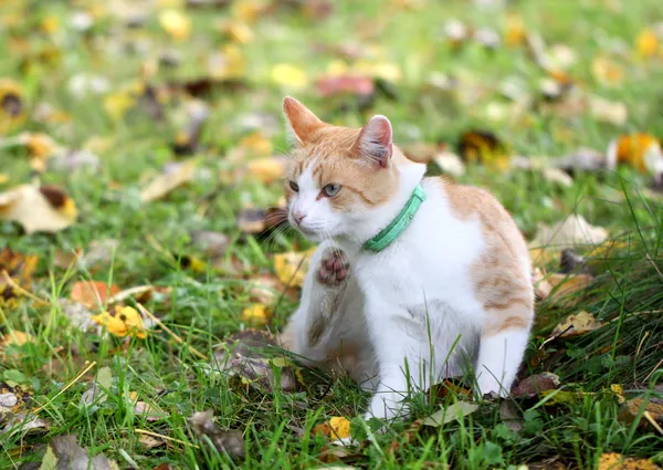 Gato pata rayado en la hierba —  Fotos de Stock