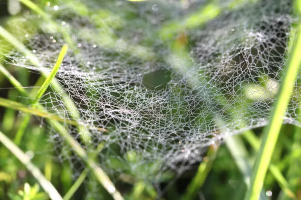 Drops rosy na wide web in the grass — Stock Photo, Image