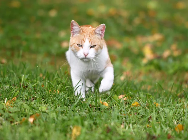Retrato de un hermoso gato rojo — Foto de Stock