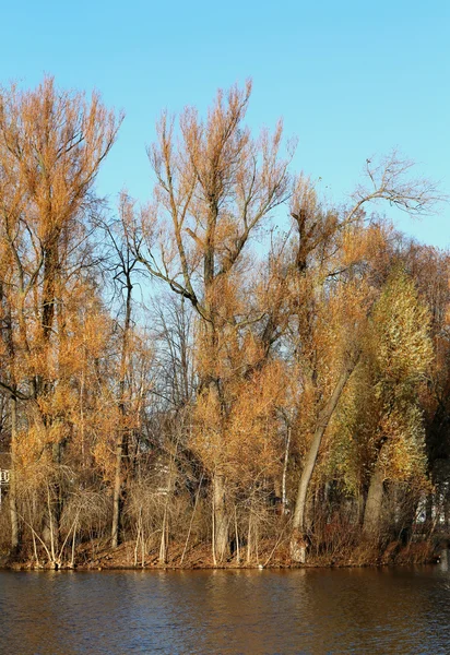 Alberi autunnali senza foglie in acqua — Foto Stock