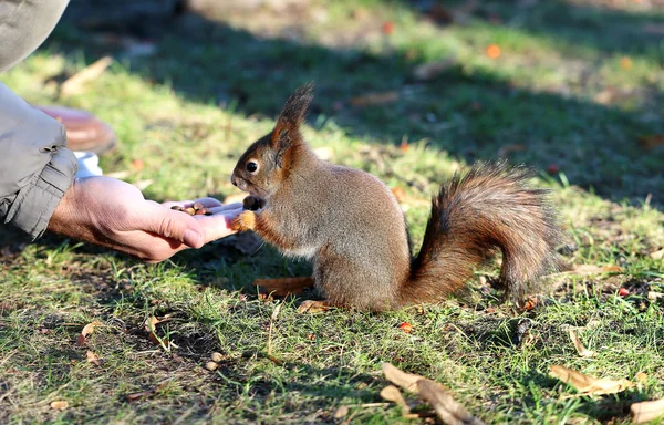 Squirrel eating nuts with hands — Stock Photo, Image