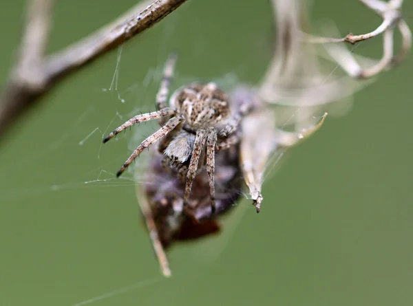 Small spider krestovik — Stock Photo, Image